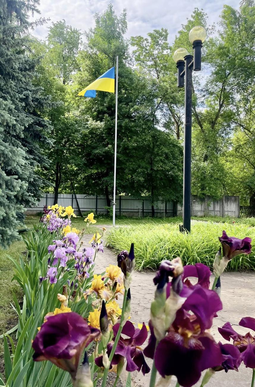 Розкішні іриси